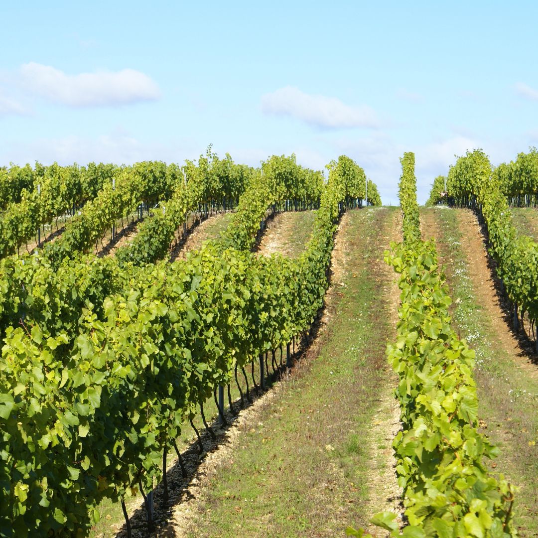 Chalky hill vineyard Hattingley Valley Wines, visit the vineyard, vineyard near me