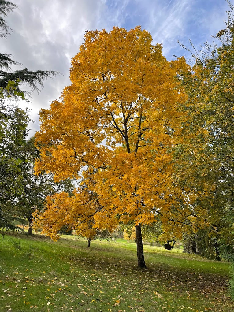 Harold Hillier Gardens, Hampshire attractions, plan your trip to Hattingley Valley winery