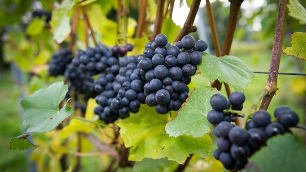 Hattingley Valley Finest English Sparkling Wine, Harvest 2023, That's a wrap, new on the blog