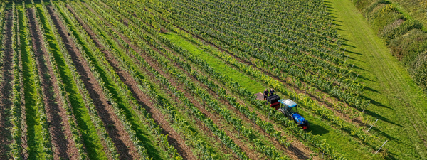 Hattingley Valley Chalky Hill Vineyard Hampshire 