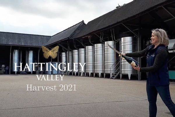Hattingley Valley Harvest 2021 Video, English Sparkling Wine Grape Harvest 