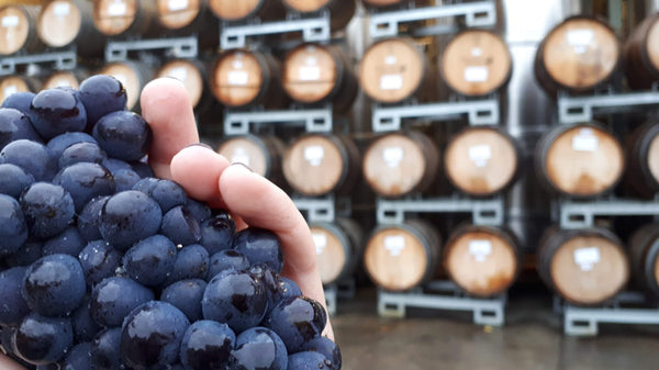 Hattingley Valley Pinot Noir Grape, Barrels at the Winery, finest English Sparkling Wine 