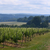 Vineyard with rows of grapevines under a blue sky with clouds.