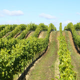 Chalky hill vineyard Hattingley Valley Wines, visit the vineyard, vineyard near me 
