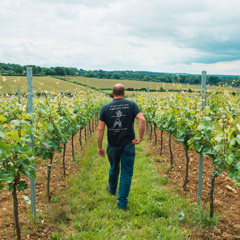 Colin vineyard manager, visit the vineyard this June