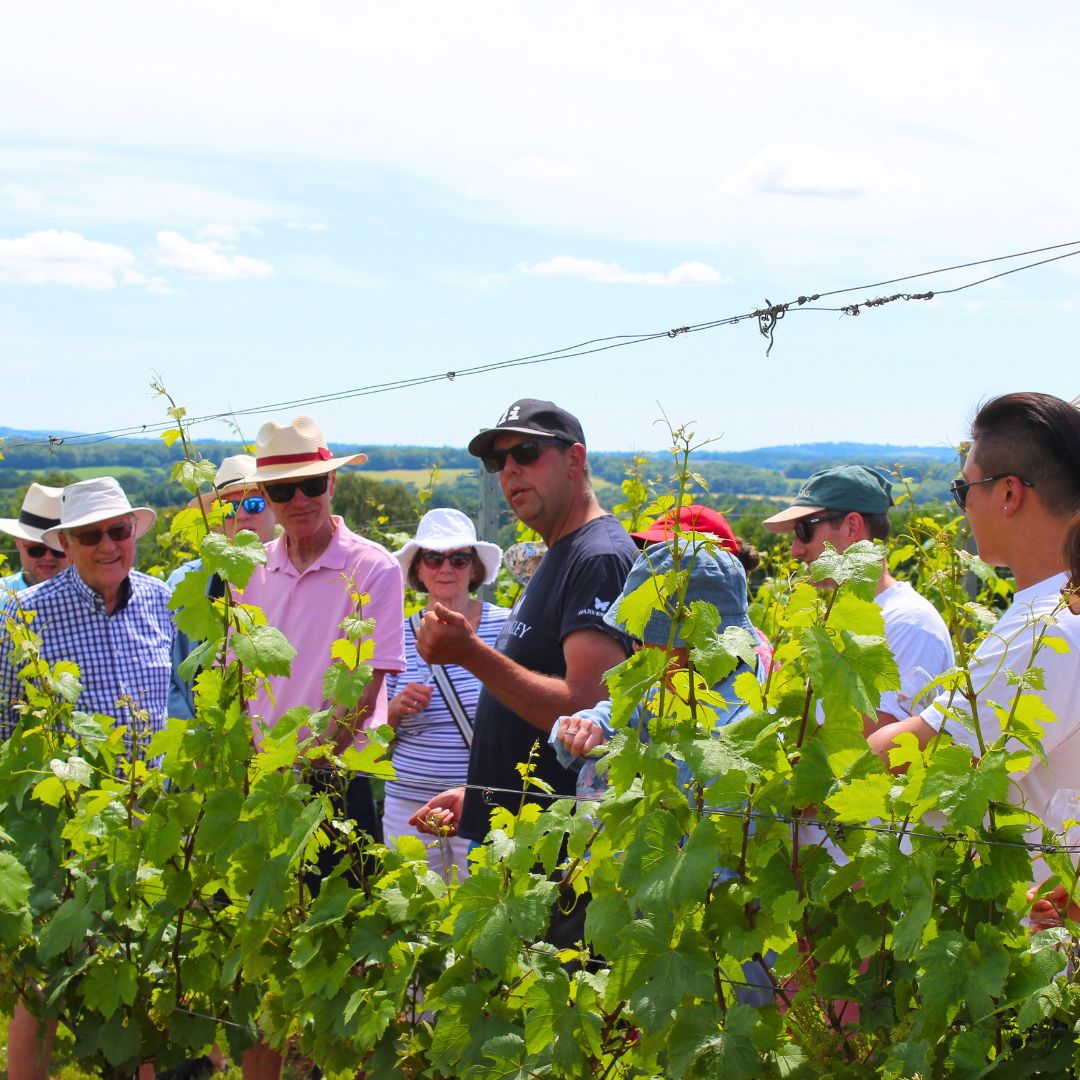 Image of Colin our vineyard manager in the vines at chalky hill vineyard explaining the growing season to tour guests
