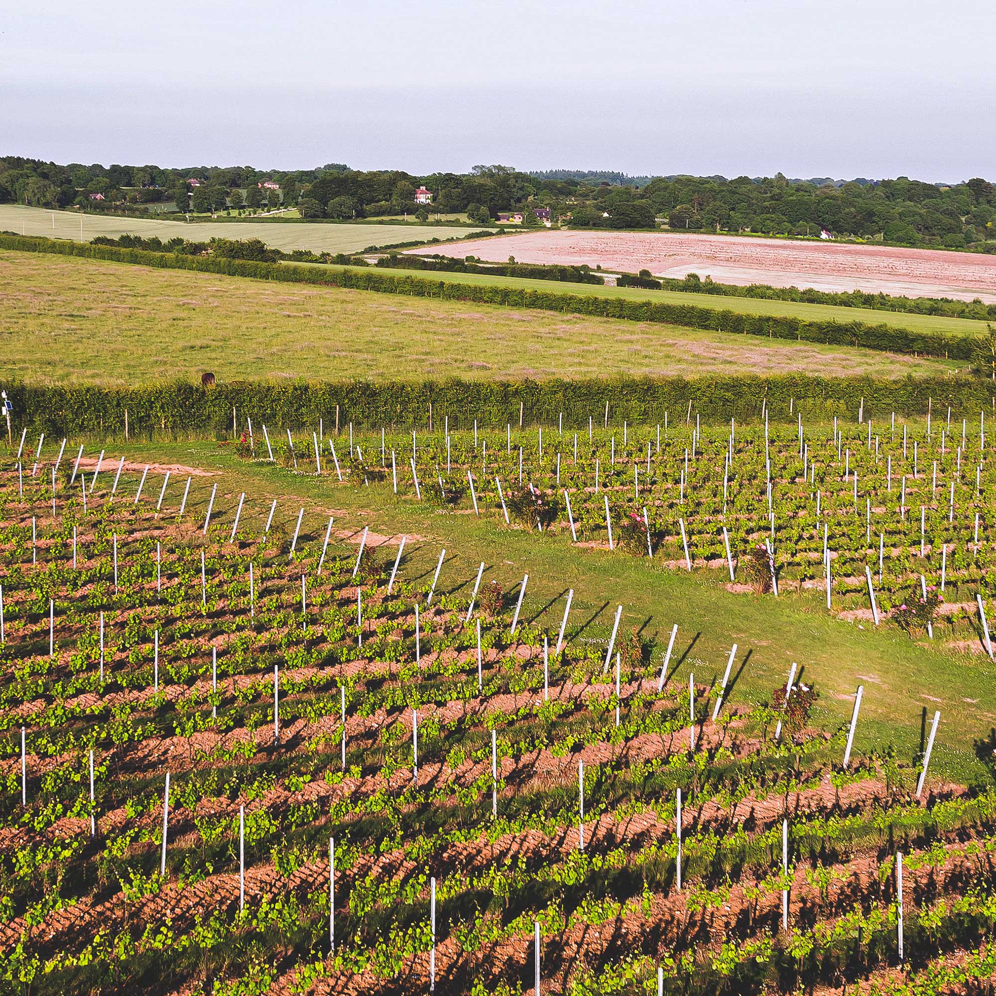 Hattingley Valley English Sparkling Wine Vineyard Hampshire